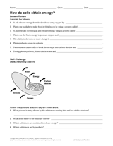 How Do Cells Obtain Energy?